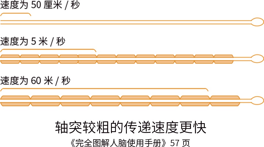 富氧讓你的大腦效率從2G變5G！ image3